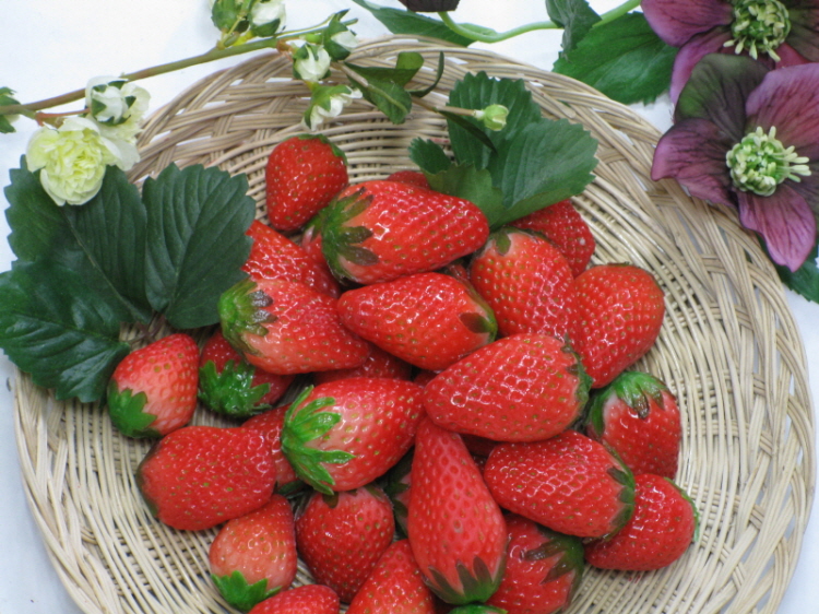 090707_foodmohyoung190901.jpg